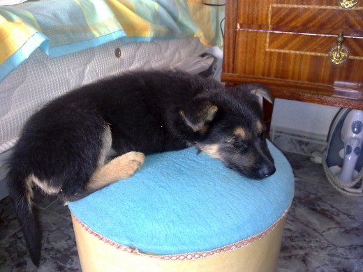 Le encantaba dormir sobre ese puf, pero ahora ya ni sentarse puede sobre el. (Casi 2 meses 04/11/2010)